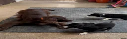 Sprocker dogs for sale: Sprocker pups available  - Advert 4