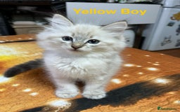 Ragdoll cats for sale: ❗️❤️5 Incredibly Beautiful Ragdoll Kittens❤️🐈  - Image 12