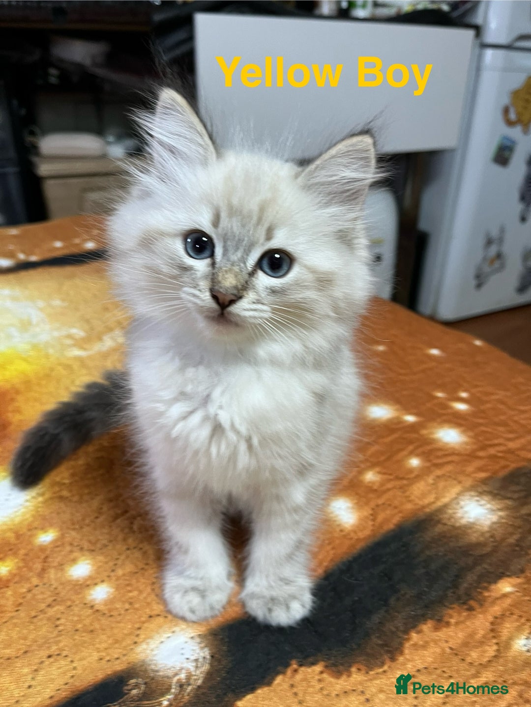 Ragdoll cats for sale: ❗️❤️5 Incredibly Beautiful Ragdoll Kittens❤️🐈  - Image 12
