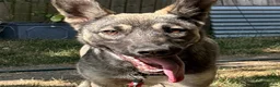 Mixed Breed dogs for adoption: Meet Skye☁️💕 in Bournemouth - Advert 5