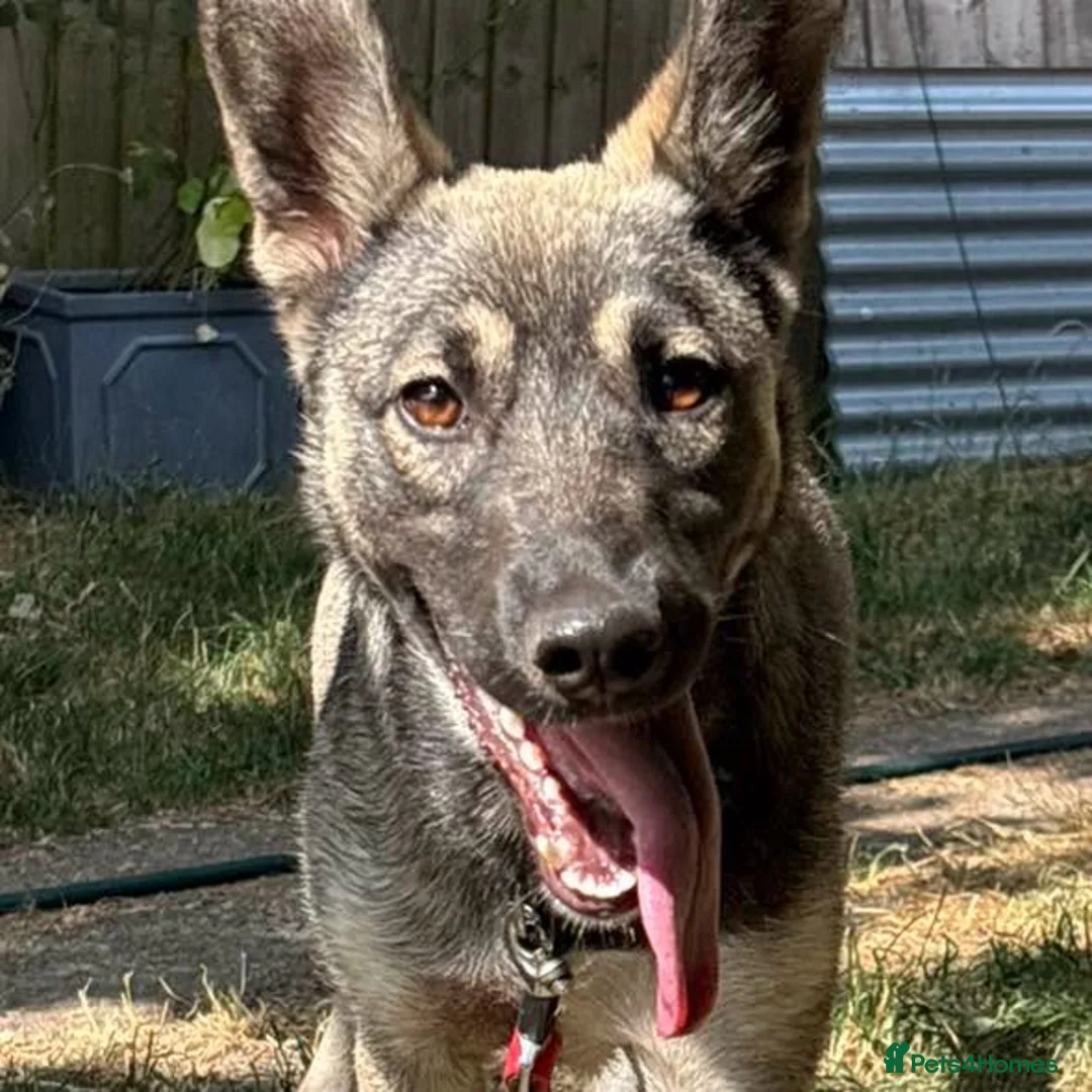 Mixed Breed dogs for adoption: Meet Skye☁️💕 in Bournemouth - Advert 5