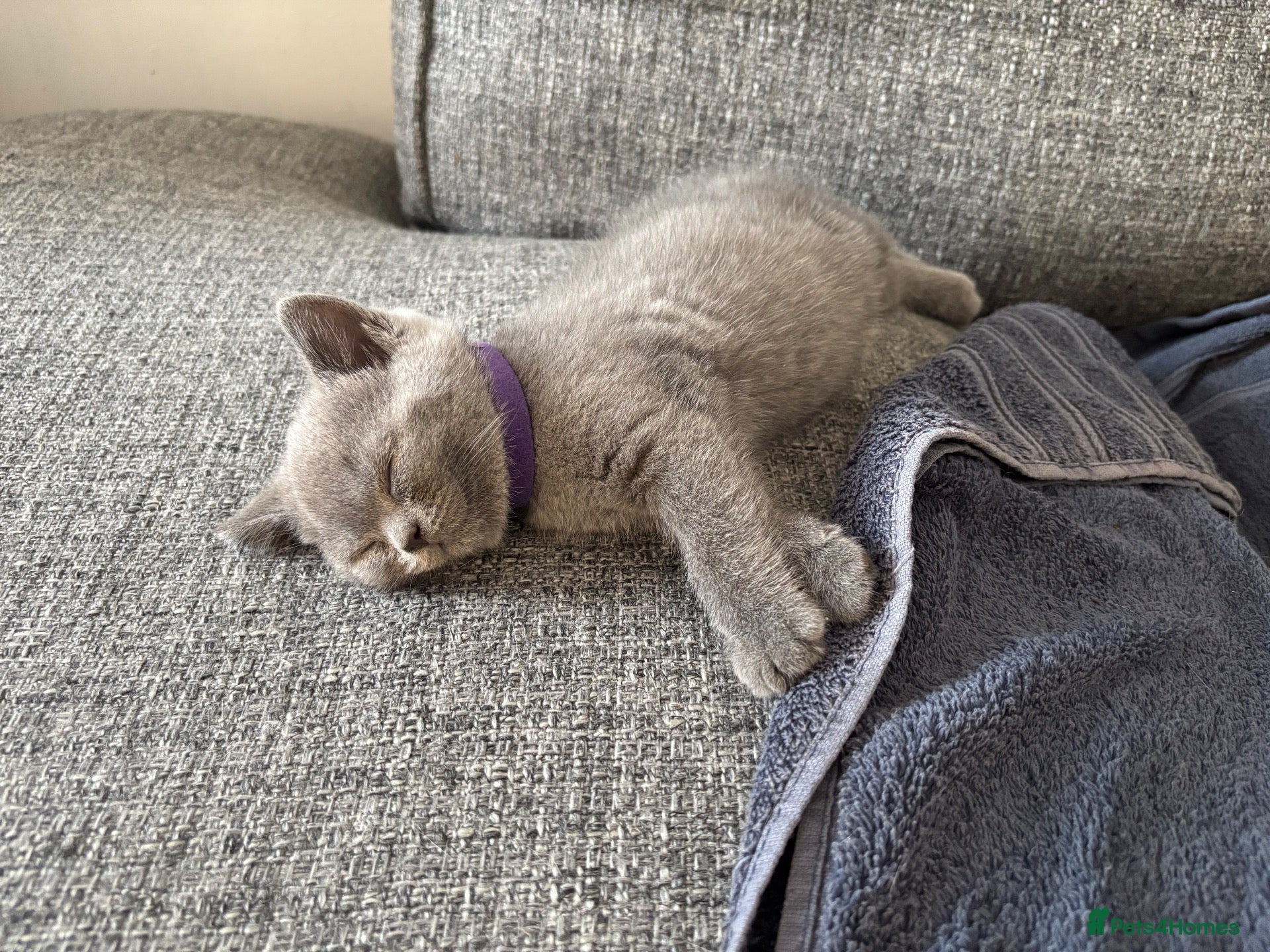 British Shorthair cats British Shorthair Kitten BSH - Advert 1
