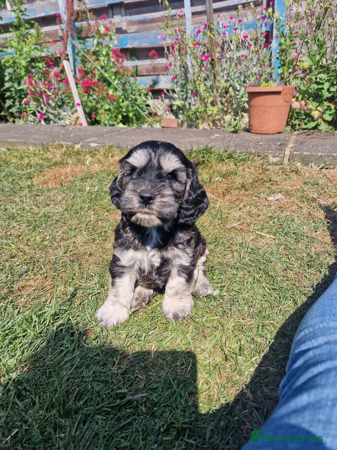 Cockapoo dogs for sale: Cockapoo puppies, ready to leave today.  in Otley - Image 10