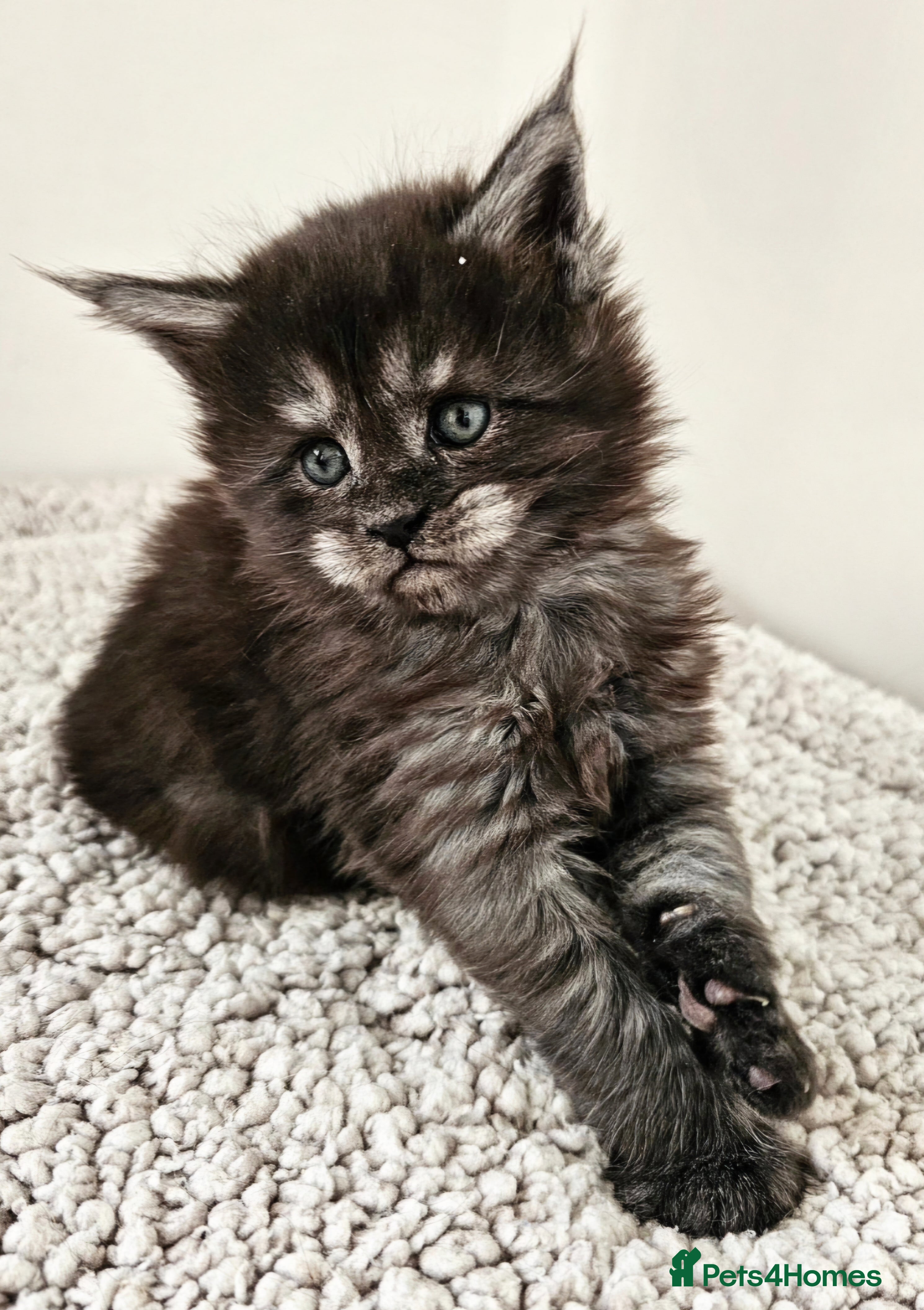 Maine Coon cats Beautiful Maine Coon kittens  - Advert 17