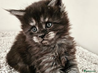 Maine Coon cats Beautiful Maine Coon kittens - Advert 1