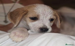 Beagle dogs for sale: Beagle puppies  - Image 6