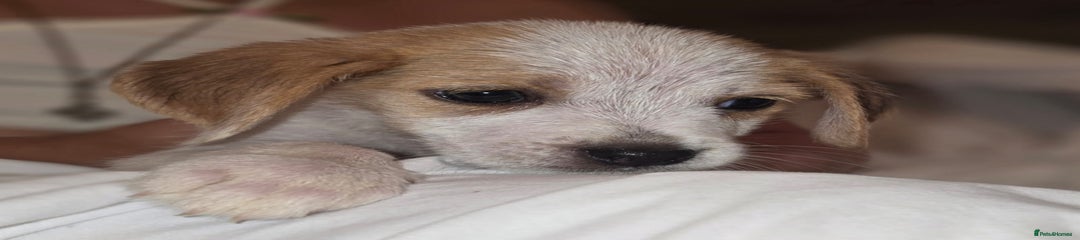 Beagle Puppy 2