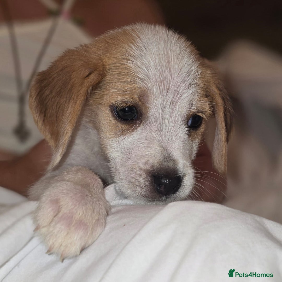 Beagle dogs for sale: Beagle puppies  - Image 6