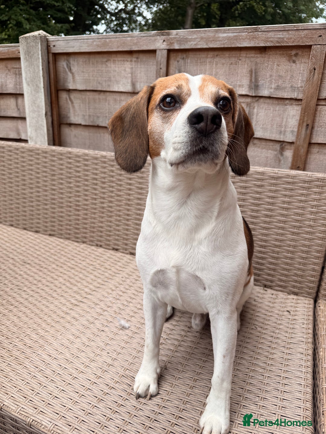 Beagle dogs for stud: Beagle for stud - Image 2