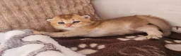 British Shorthair cats for sale: Pedigree Golden British Shorthair kittens - Advert 19