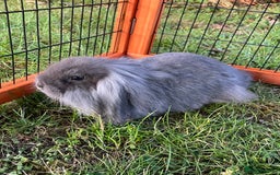 Mini Lop rabbits for sale: Male mini lop babies READY TO LEAVE  - Image 22