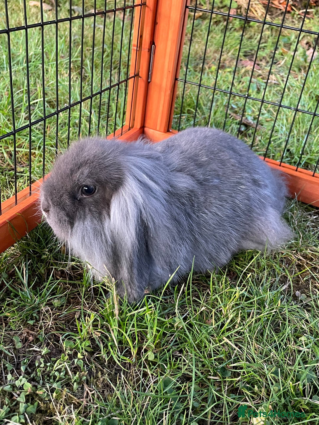 Mini Lop rabbits for sale: Male mini lop babies READY TO LEAVE  - Image 22