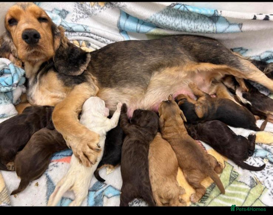 Cockapoo dogs for sale: F1 cockapoo puppies  - Image 11