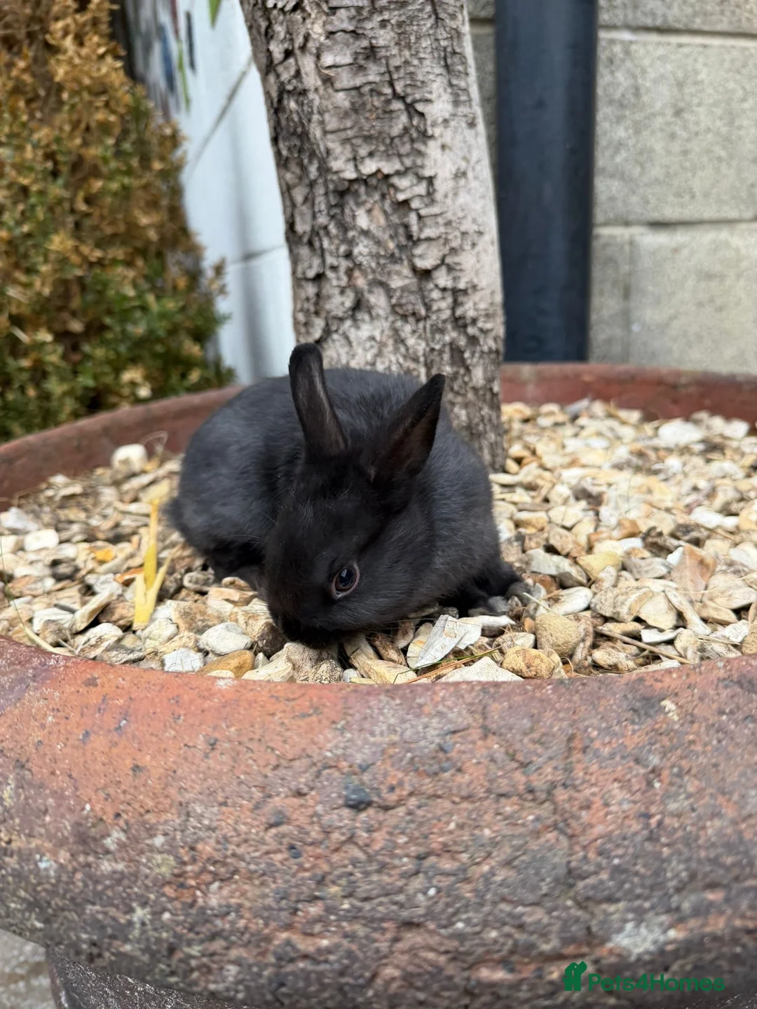 Netherland Dwarf rabbits for sale: Tiny Nederland Dwarf Rabbits  in York - Advert 8