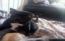 Pomchi dogs for sale: Chihuahua - Advert 2