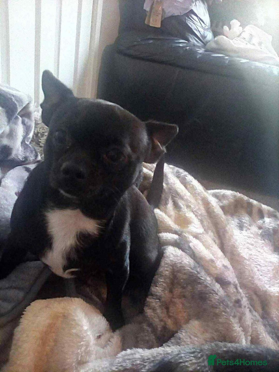 Pomchi dogs for sale: Chihuahua - Advert 2