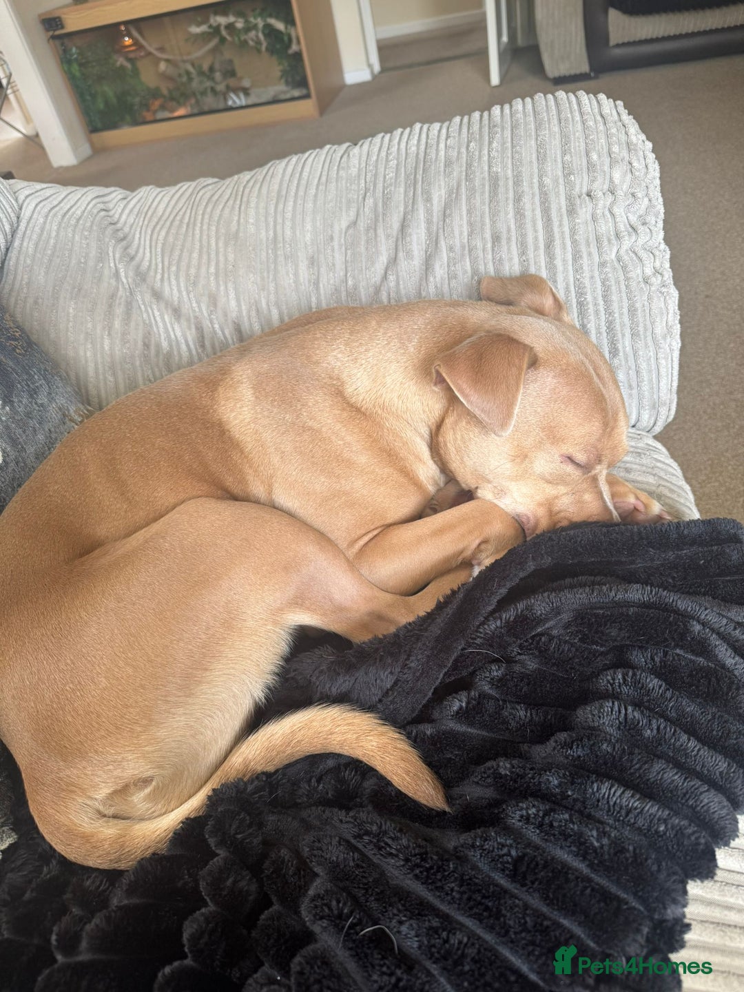 Mixed Breed dogs for sale: American Bull dog (cross) - Image 2