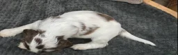 Cocker Spaniel dogs for sale: KC registered Show cocker spaniel  in King's Lynn - Advert 21