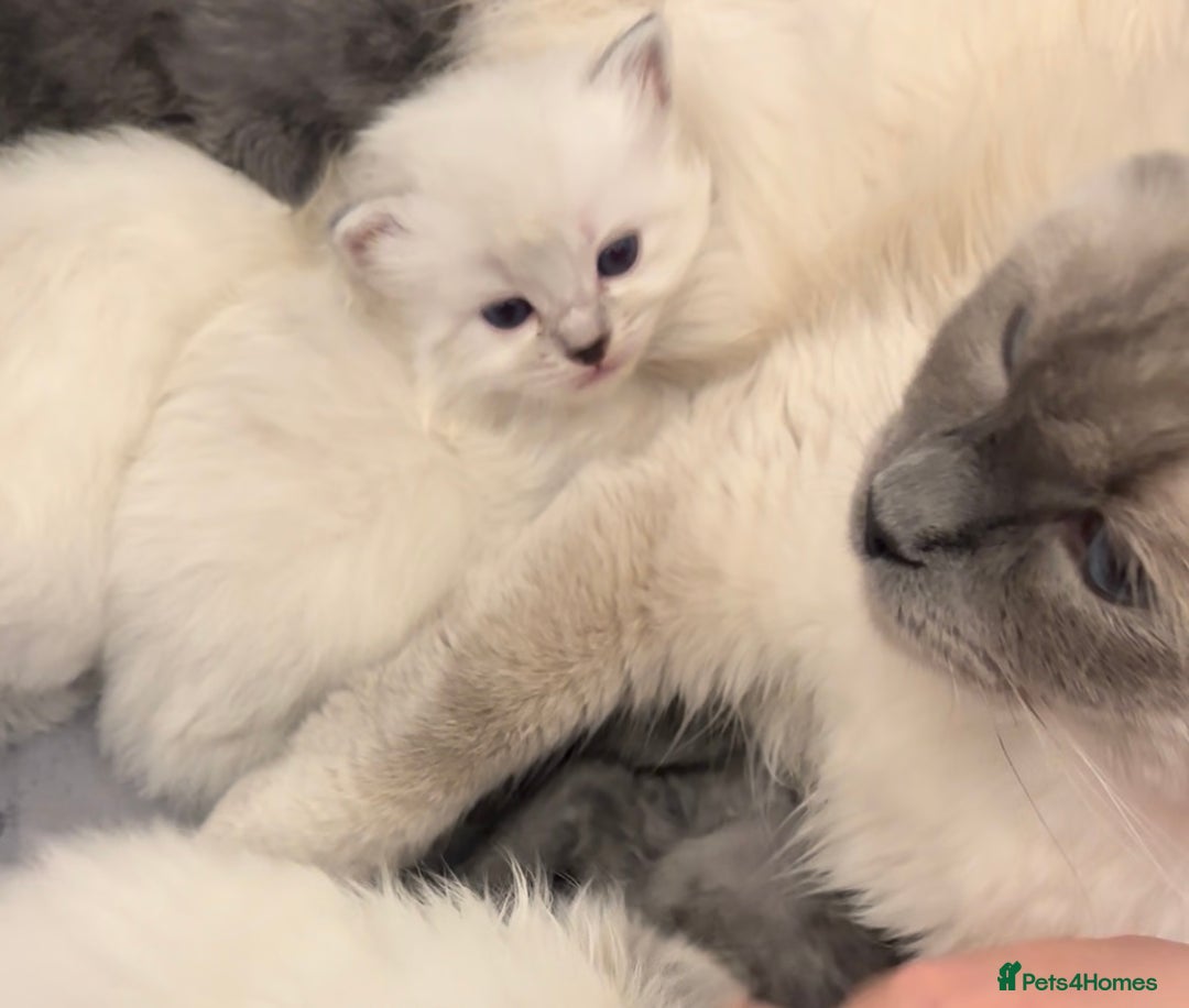 Perdoll cats for sale: PERDOLL KITTENS FOR SALE - Advert 15