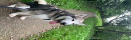 Siberian Husky dogs for stud: Beautiful proven Siberian Husky ready for stud! in Preston - Advert 3