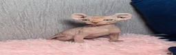 Sphynx cats for sale: 🐾 Gorgeous Sphynx Kittens – Reservations Open! 🐾 - Advert 29