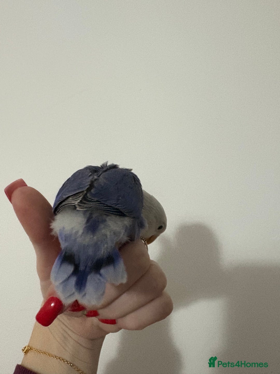 Lovebirds birds for sale: Baby lovebirds  - Advert 4