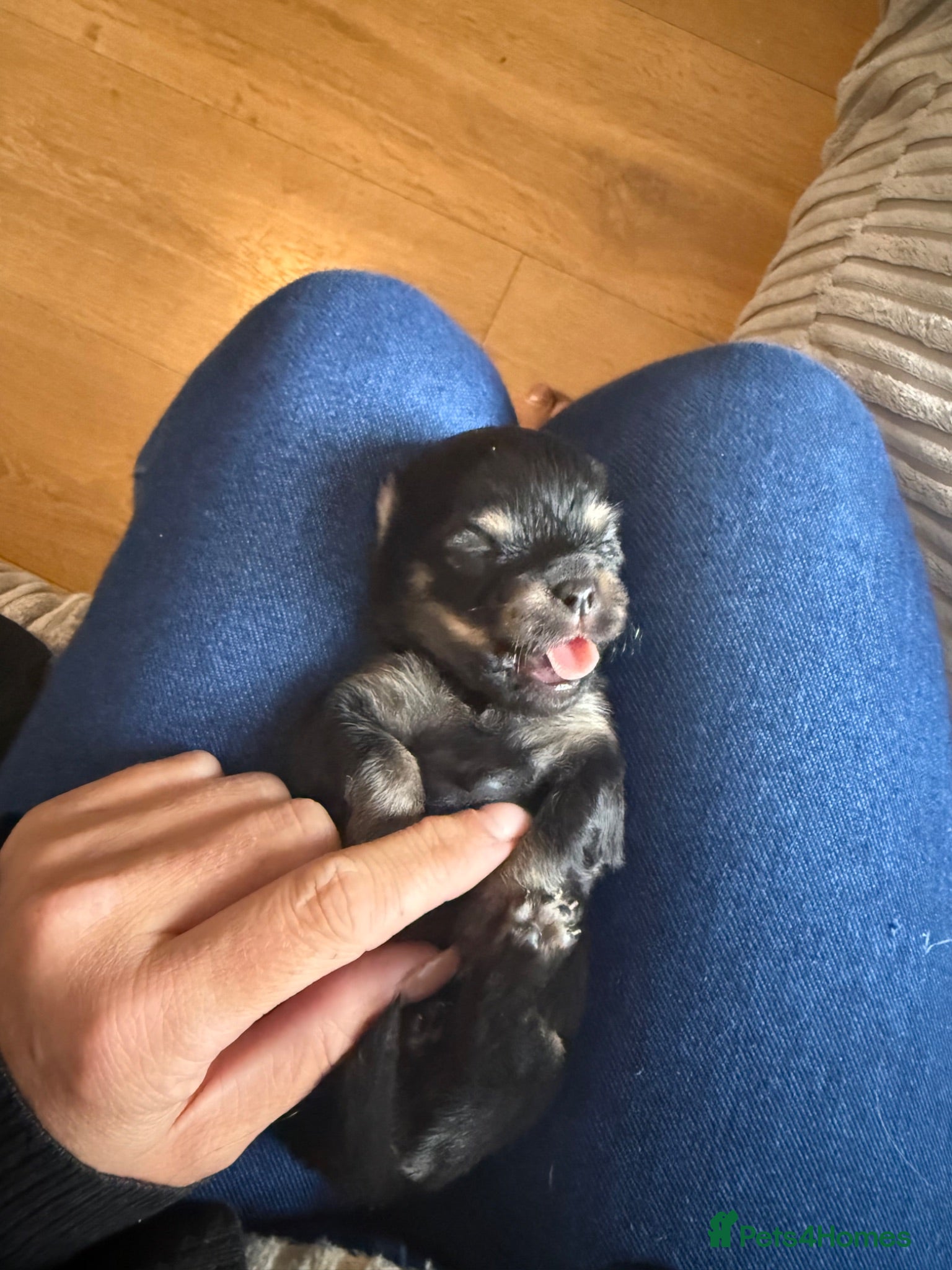 Pomchi dogs Beautiful family raised Pomchi puppies 💗 - Advert 1