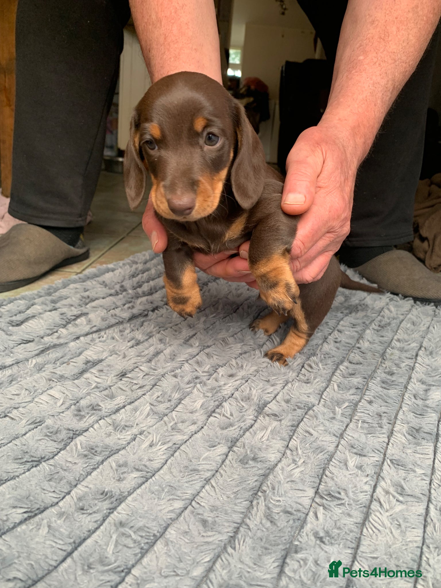 Miniature Dachshund dogs for sale: Miniature daschund  in Neath - Advert 4