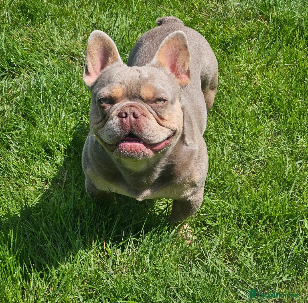 French Bulldog dogs for stud: NEW SHADE/ISABELLA AND TAN, PINK, FLUFFY  - Advert 2