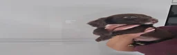 Sprocker dogs for sale: F1 sprocker pups - Advert 8