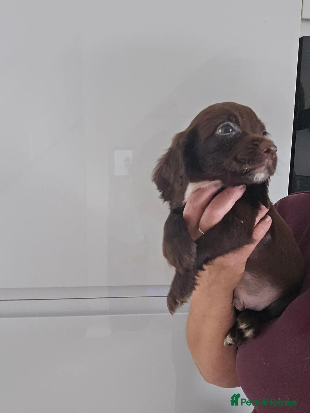Sprocker dogs for sale: F1 sprocker pups - Advert 8