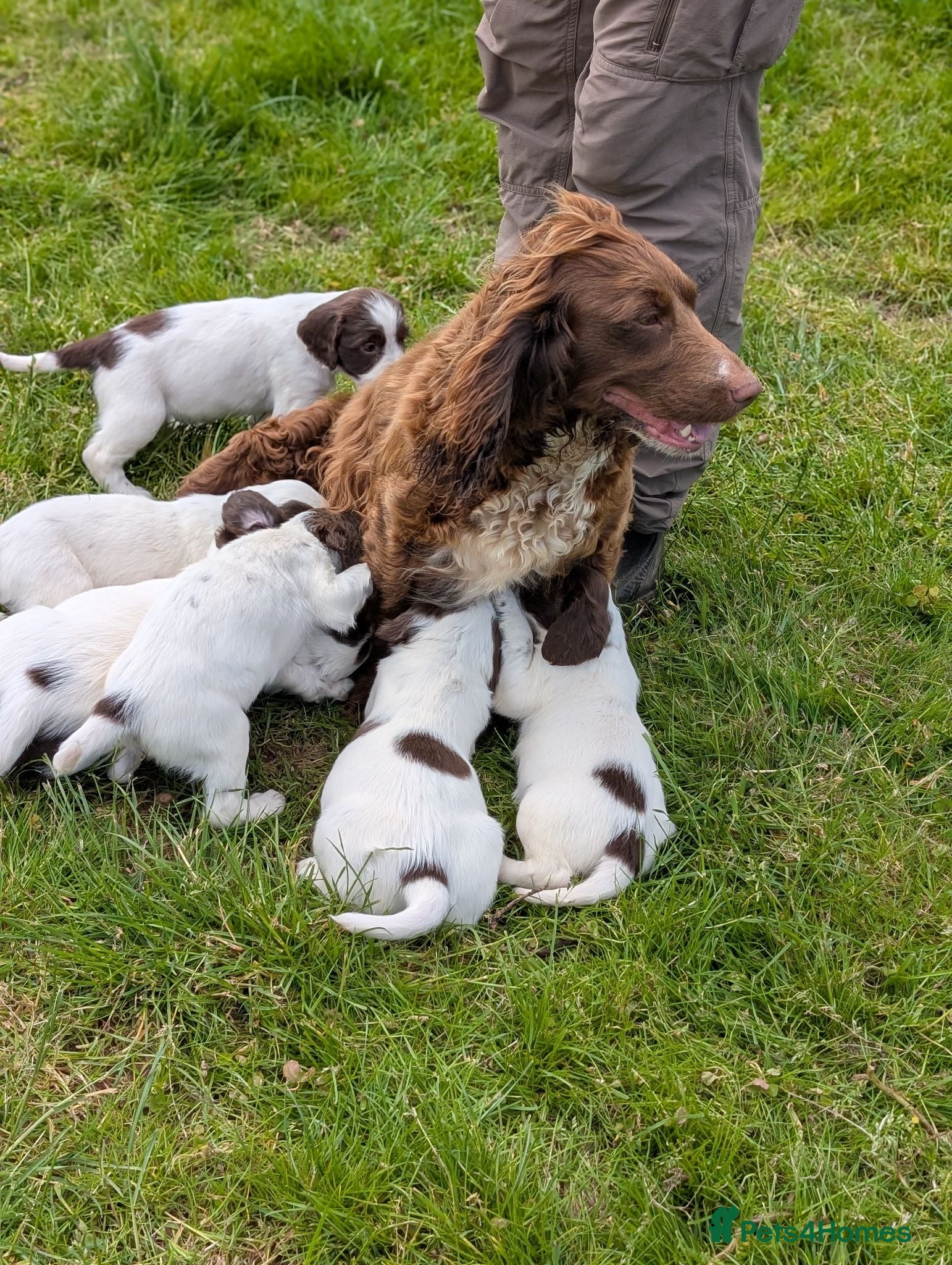 Sprocker dogs Stunning sprocker puppies  - Advert 1