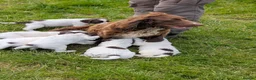 Sprocker dogs for sale: Stunning sprocker puppies  in Lichfield - Advert 1