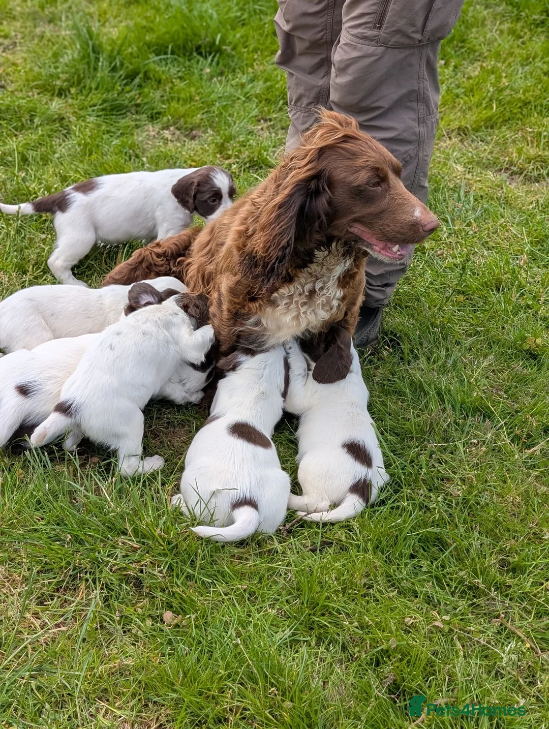 Sprocker dogs for sale: Stunning sprocker puppies  in Lichfield - Advert 1