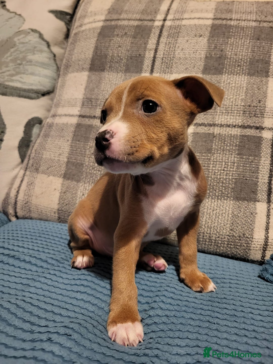 Mixed Breed dogs for sale: Staffordshire Bull Terrier Puppies-Female and Male in Bridgwater - Image 1