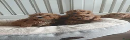 Cavapoo dogs for sale: Cavapoo  - Advert 3
