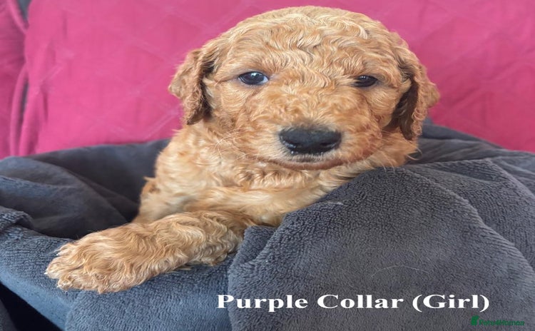 Goldendoodle dogs - Advert 3