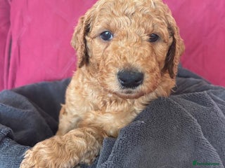 Goldendoodle dogs for sale - Advert 1