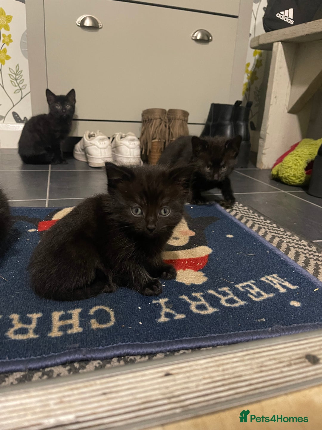 Mixed Breed cats for sale: Kittens ready for their new homes  - Advert 9