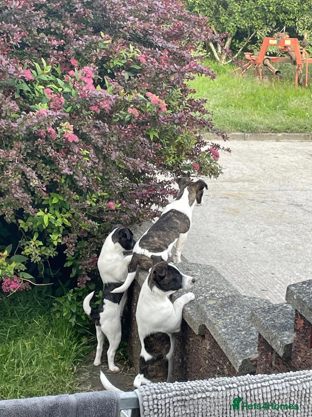 Jack Russell dogs for sale: 3 beautiful girls  - Advert 2
