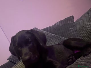 Labrador Retriever dogs Black Lab Named Woody - Advert 1