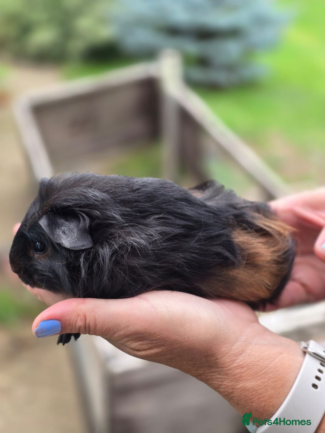 Guinea Pig rodents for sale: Baby Guinea pigs  - Image 4