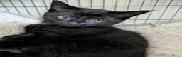 Maine Coon cats for sale: Maine coon kittens ready for new homes  in Carlisle - Advert 7