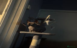 Sphynx cats for sale: Sphynx  - Image 3