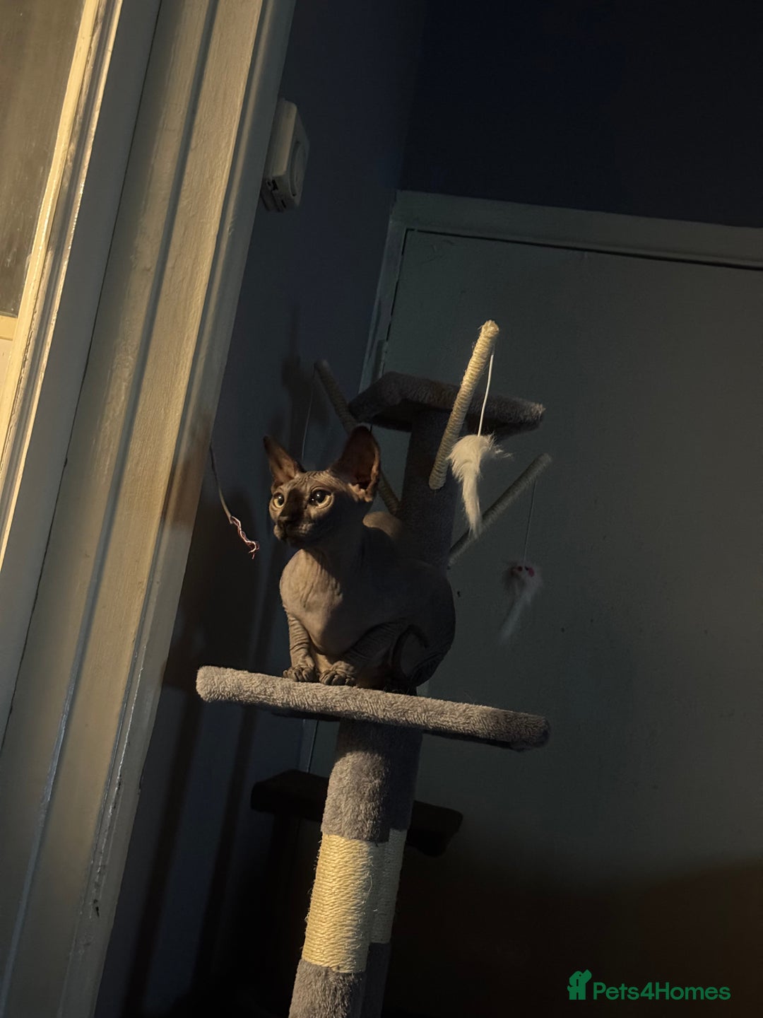 Sphynx cats for sale: Sphynx  - Image 3