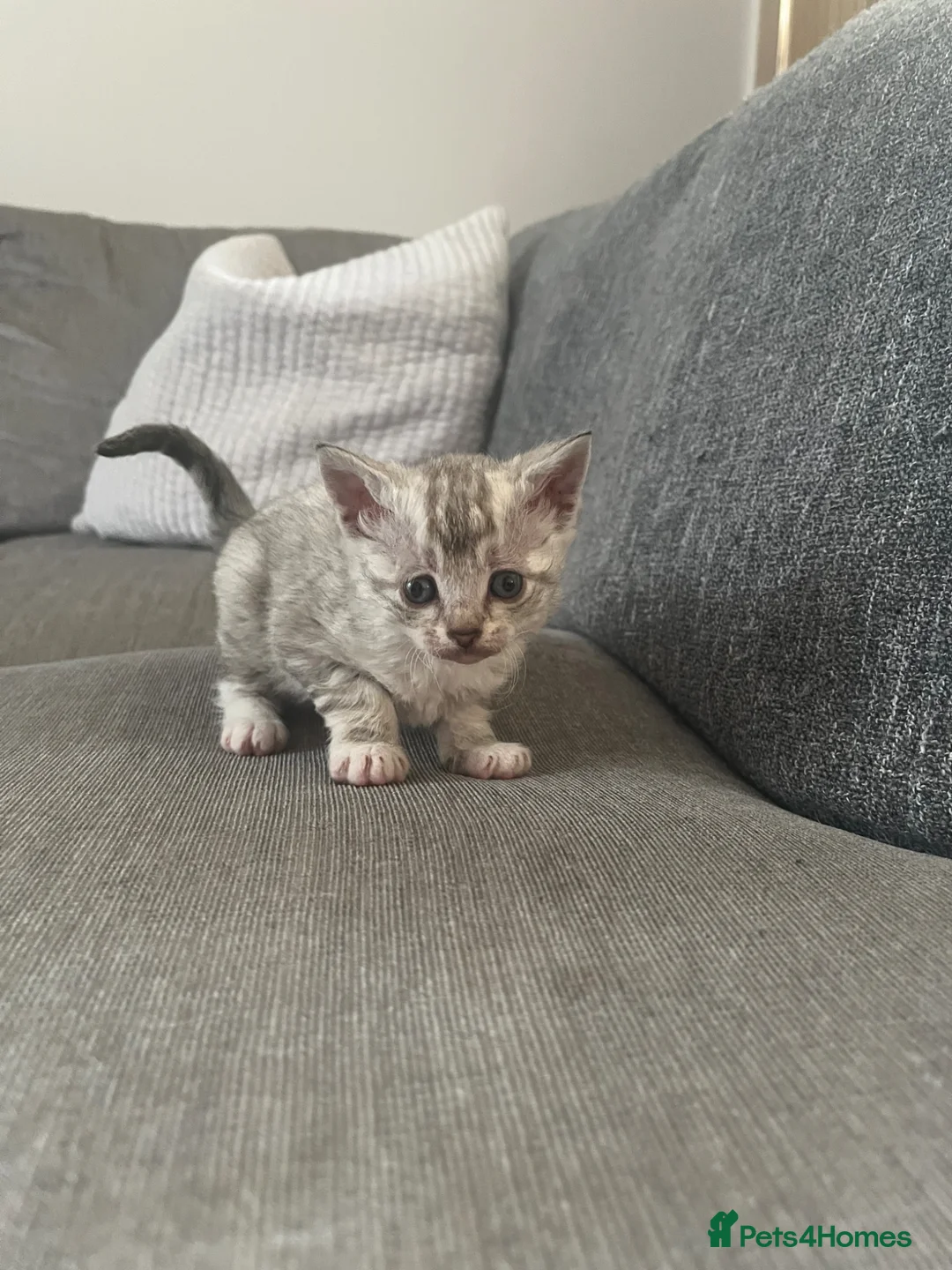 Domestic Shorthair cats for sale: 3 adorable kittens looking for their forever homes - Advert 15