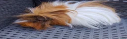 Guinea Pig rodents for sale: Baby and adult boars looking for new homes - Advert 3
