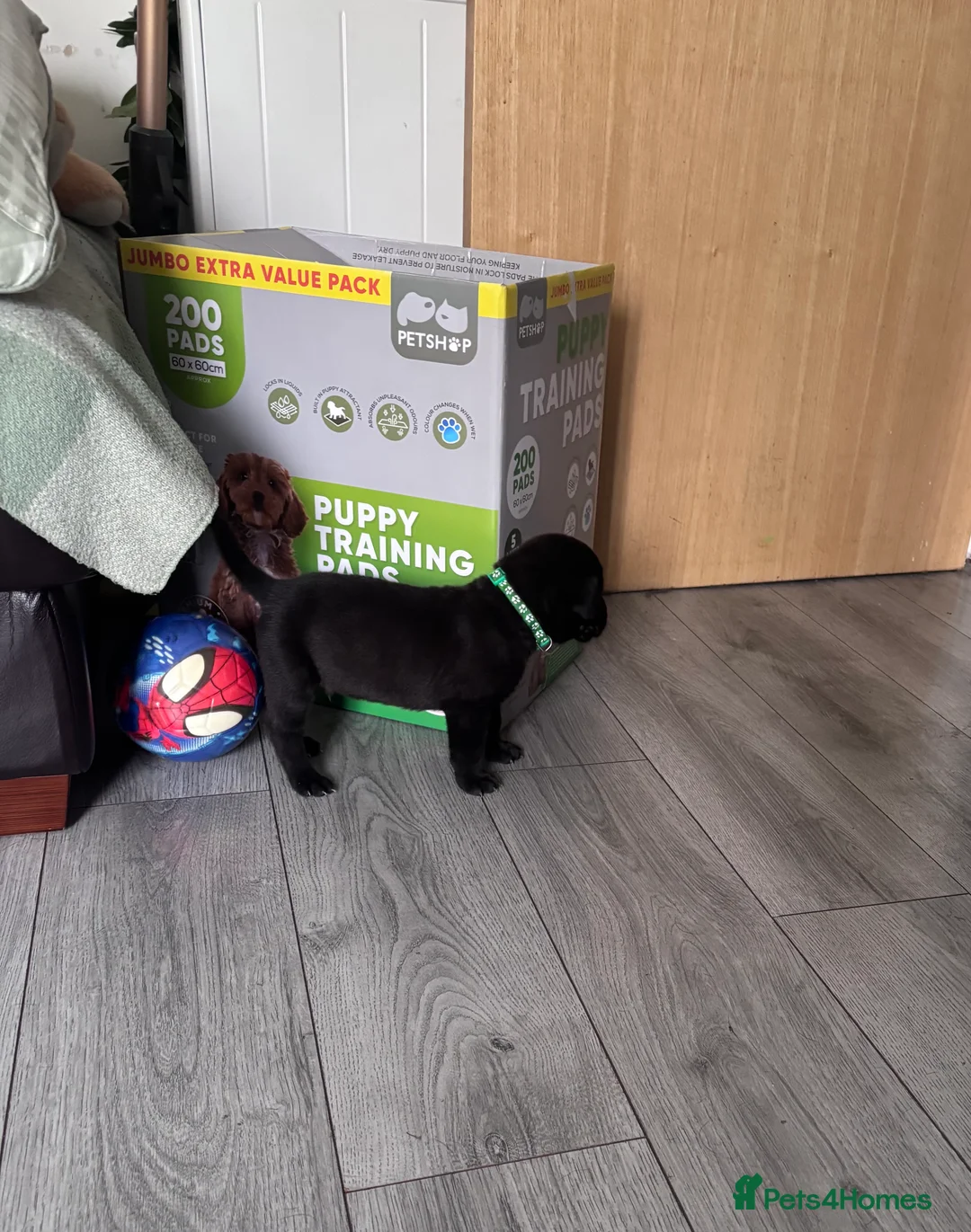 Mixed Breed dogs for sale: Great Rottie (Dane Weiler) Puppies - Advert 30