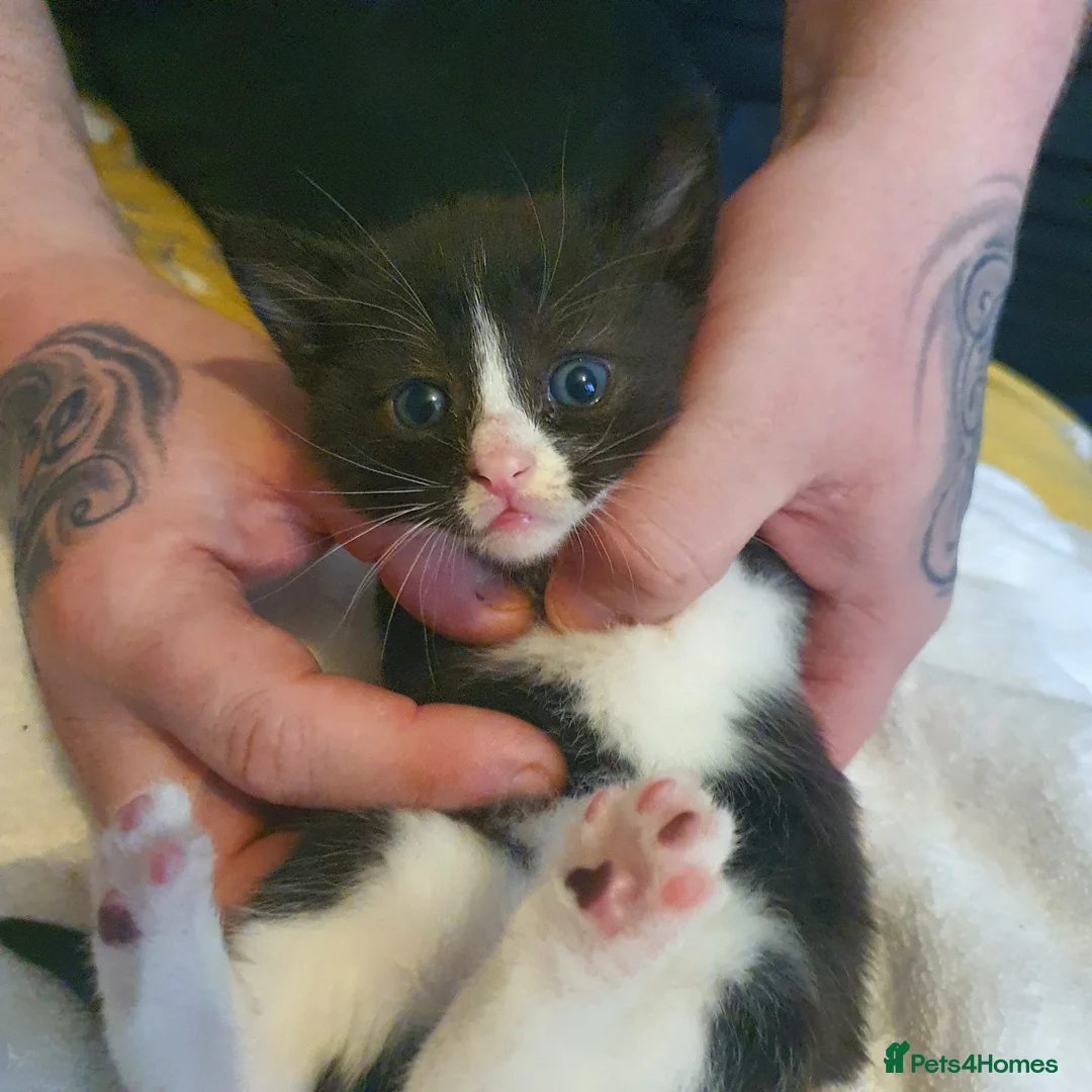 Mixed Breed cats for sale: Kittens - Advert 9