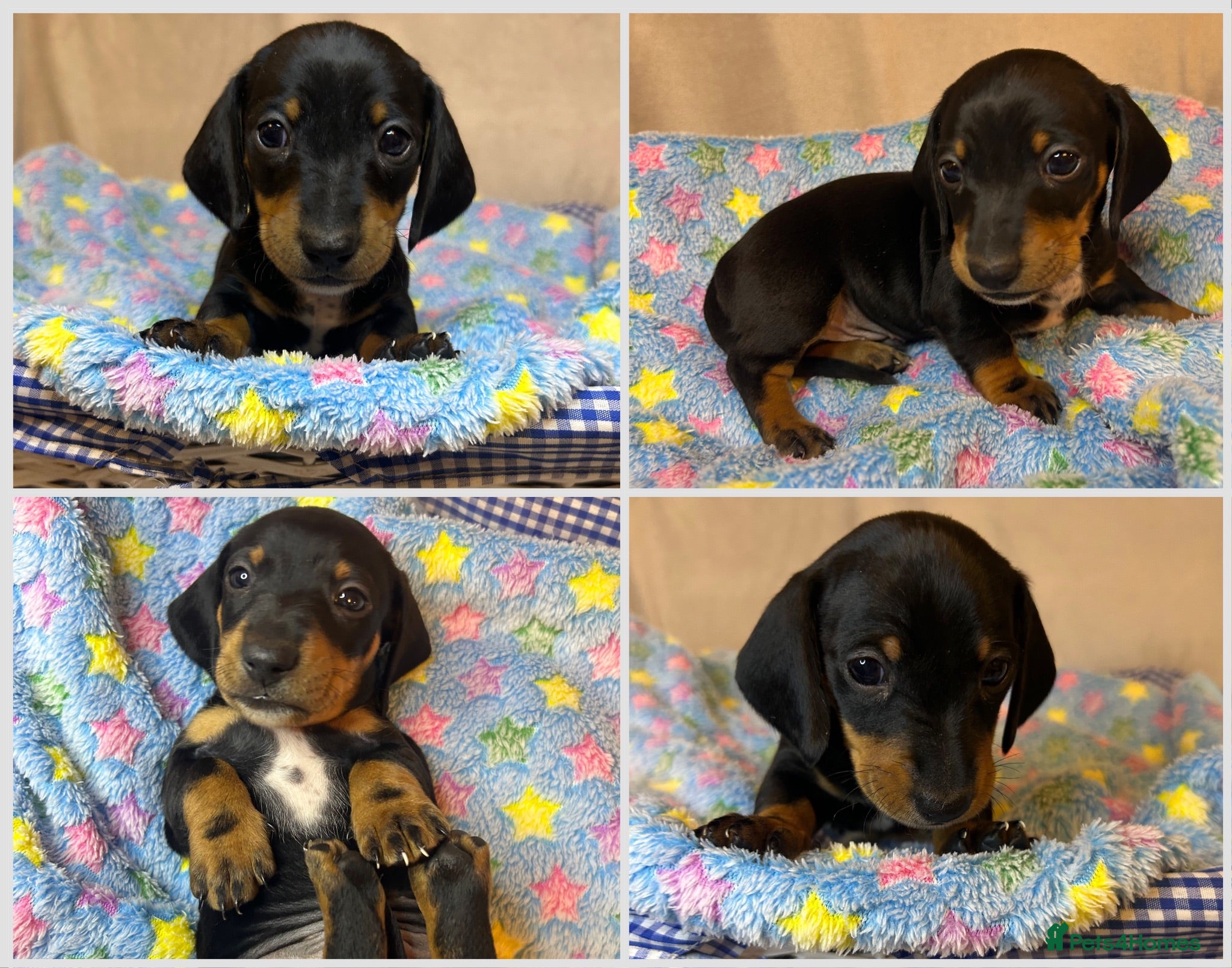 Miniature Dachshund dogs KC Registered Miniature Dachshund Puppies - Advert 8